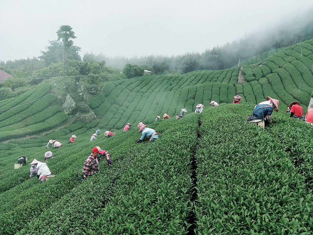 With MIO Tea, Life Tastes Better