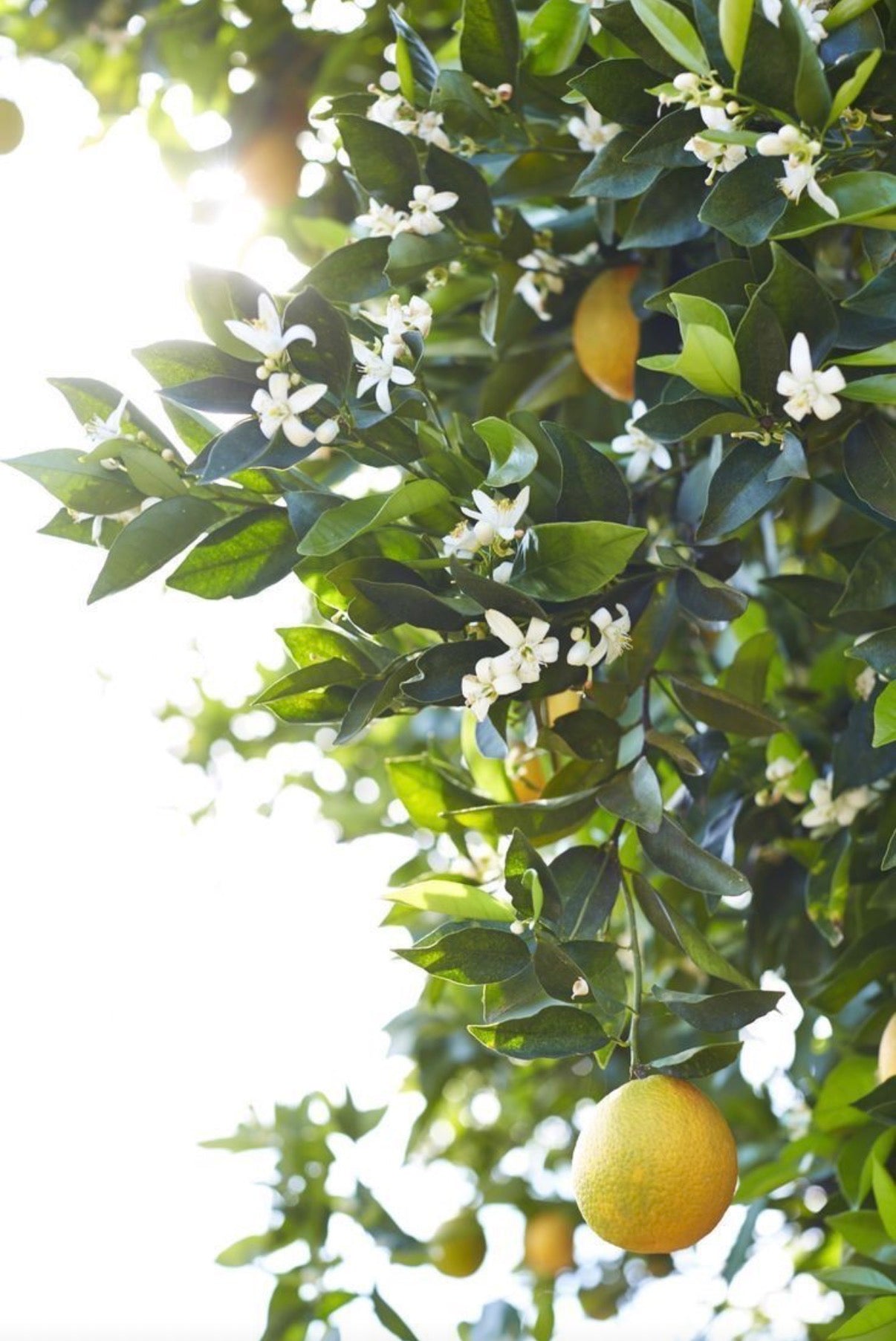 Pomelo Blossom Oolong Tea