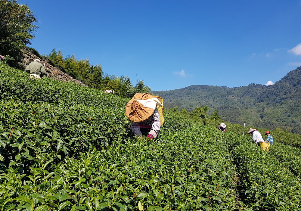 Osmanthus Black Tea